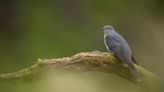 Thousands of migrating birds arrive on coast