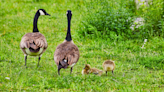 Geese Parents Putting Their Babies Through ‘Flight School’ Has People Stressed Out