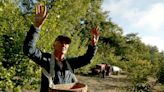 A California dry farmer's juicy apples show how agriculture can be done with less water