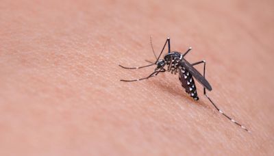 Five Texans test positive for dengue fever. Here’s how to avoid it.