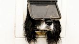 The Comedy Pet Photo Awards: el mundo sonríe con Héctor, el gran ganador canino de esta edición
