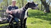 Meet Kevin, the tallest dog in the world