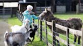 Lonely donkey finds ‘amazing’ new goat friends after companion appeal