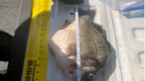 Pennsylvania father, son catch record-breaking fish