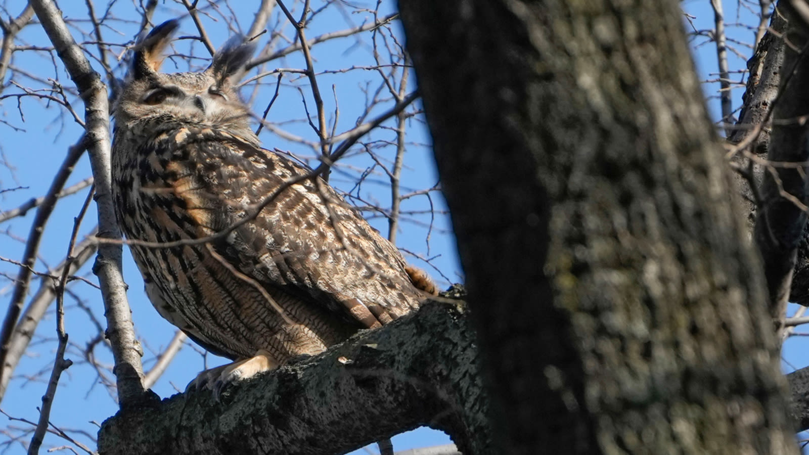 Flaco the owl's remains to be donated to American Museum of Natural History in New York City