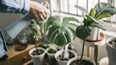 Crucial task most gardeners skip out is attracting pests to your houseplants