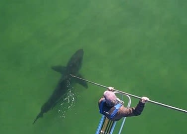 Cape Cod shark expert Greg Skomal featured in ‘Shark Week’ show, explores migration of great whites