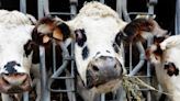 'Significant milestone': Denmark to introduce livestock carbon tax, first in the world