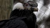 Andean condor in rehab highlights conservation challenges