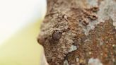 Meet the mossy leaf-tailed gecko, a master of disguise. It reminds me of Kansas GOP moderates.