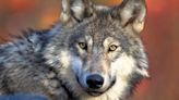 Wisconsin judge dismisses lawsuit challenging state’s new wolf management plan