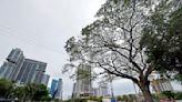 Some fear Fort Lauderdale’s legendary rain tree will die. But CEO of company hired to move tree says it’s doing fine.