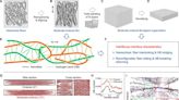 Researchers develop bioinspired Bouligand structure for enhanced mechanical properties