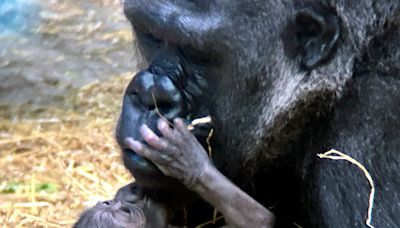 Baby gorilla is born at Detroit Zoo, the first in its 96-year history