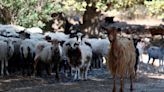 'Goat plague' with 70% mortality rate spreading in animals across Greece