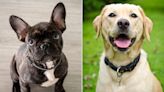 French Bulldog Named the Most Popular Dog Breed, Ending the Labrador Retriever's 31-Year Reign