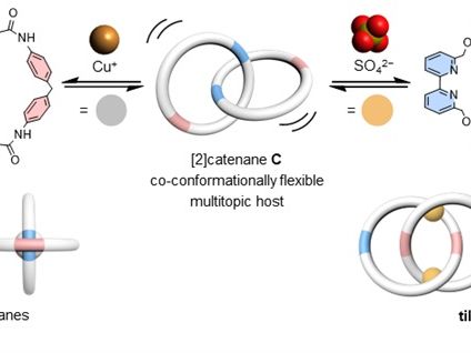 HKU Chemists Develop a Chameleon-like Molecular Chain with Dual Ion Binding Capability