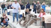 10 down, 100 to go — brown pelicans released in Newport Beach after mass starvation