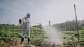 Glyphosate, an herbicide linked to cancer, found in 98% of Ecudorian youth: study