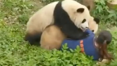 Shocking moment zookeeper is pinned down by two pandas who chase her down inside enclosure during feeding time