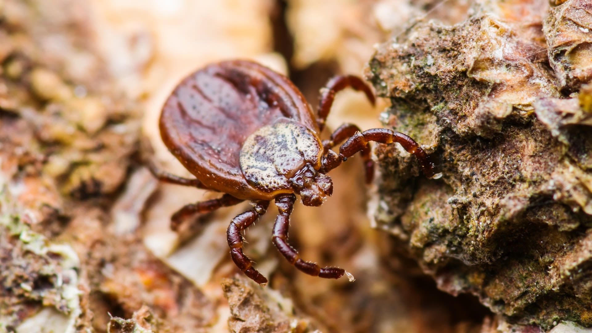What is Colorado Tick Fever – and how can you avoid it on the trail this summer?
