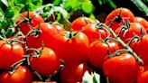 Impagable: el precio del tomate y el morrón saltó y el kilo ya se vende hasta los $8.000