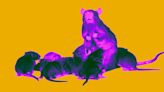 Scientists Intrigued by Drug That Extended Lifespans of Mice While Keeping Them Young-Looking