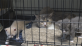 Finger Lakes SPCA is looking for help in the recovery efforts of 50 rescued cats