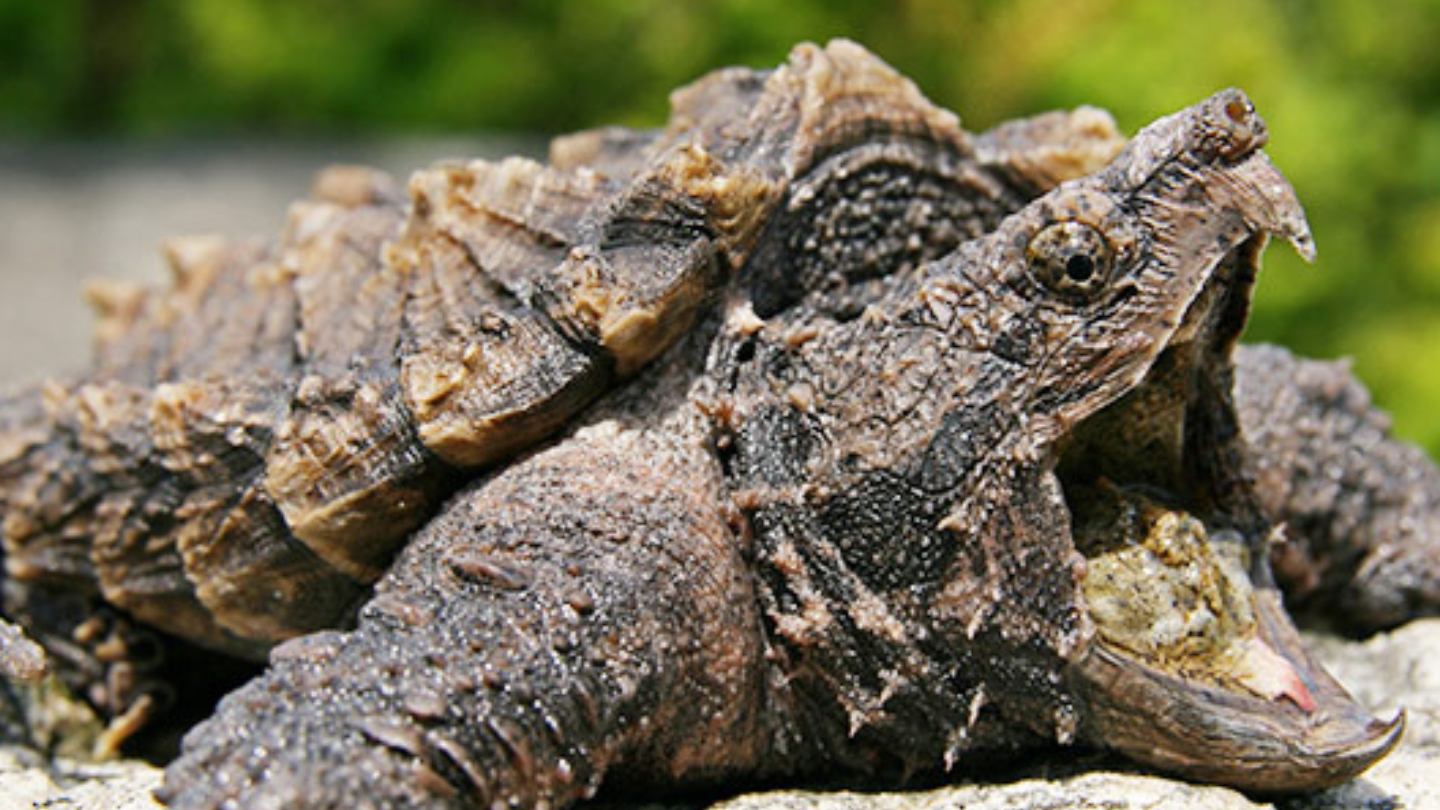 How the alligator snapping turtle became a threatened species in Georgia