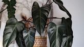 Philodendron Dark Lord: How to Grow This Striking Yet Low Maintenance Houseplant
