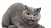 British Shorthair's Reaction To Human Sister in Cat Costume Is Cracking Everyone Up