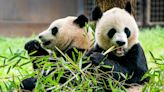 Two giant pandas will arrive at D.C.'s National Zoo this year, officials say