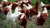 Chicken farm plans set to be approved