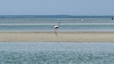 Flamingo spotted in Massachusetts in potentially unprecedented event