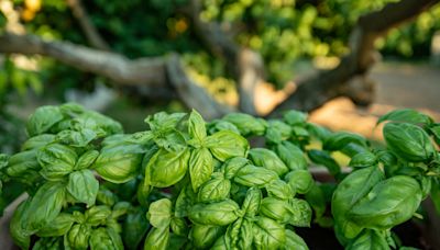 Don’t water at night and other secrets to growing great basil