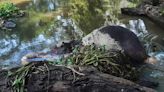 7 young elephants found dead amid monsoon flooding