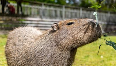 Zoo’s capybaras find love in their own version of ‘The Bachelor’