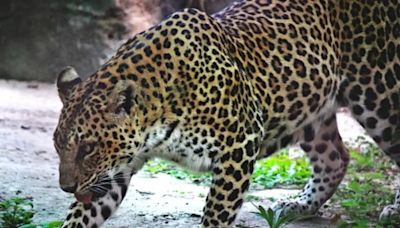 Big Relief for Bengaluru! Leopard That Triggered Panic Captured