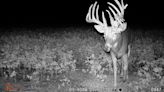 Out-of-state deer hunters are pursuing big bucks in Kansas. Should it let more of them in?