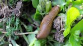 'Unlikely' drink that will stop slugs from eating plants growing in your garden