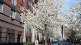 America freaks out about type of tree with VERY rude smell