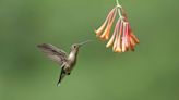 Get ready to put your hummingbird feeders out. See where they are with interactive map