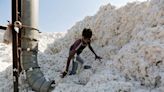 Brasil torna-se maior exportador mundial de algodão na safra 2023/24 Por Estadão Conteúdo