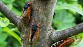 Double cicada bloom 2024: Google Doodle celebrates once-in-221-year event with band of bugs