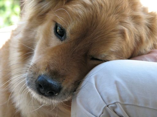 Lyme disease in dogs: What dog owners should know