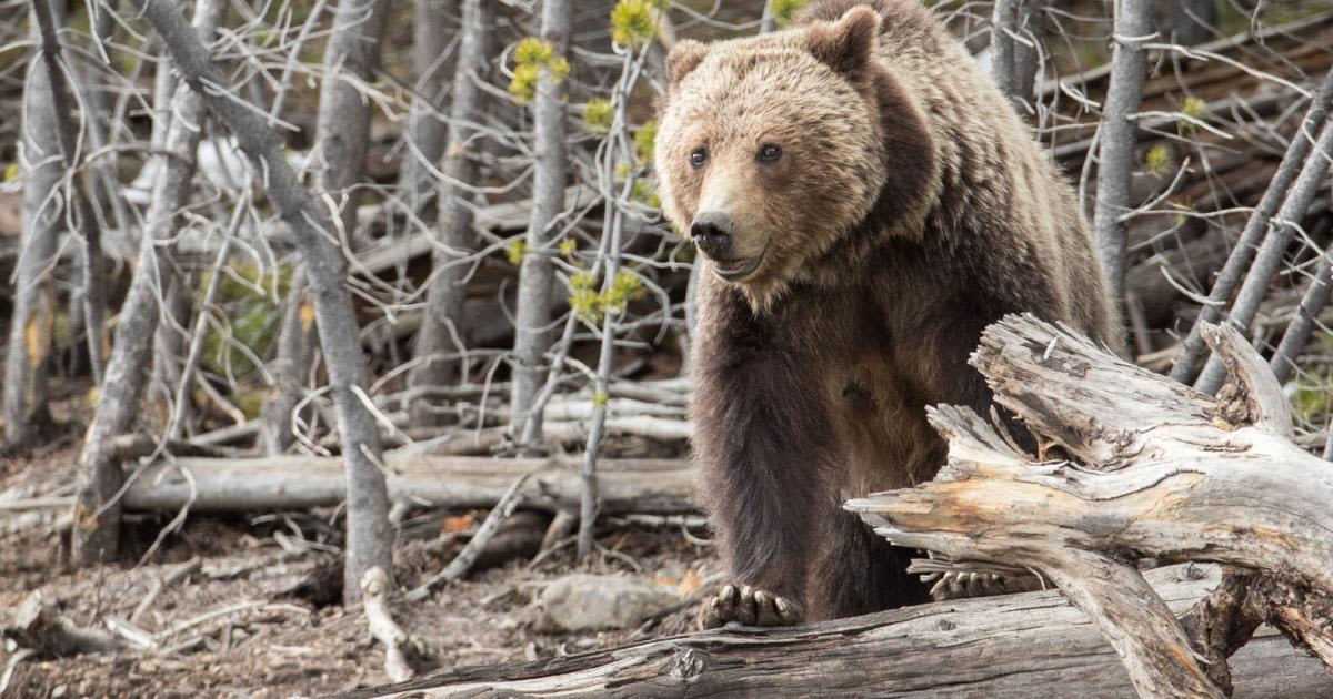 Coyote trapping, snaring enters grizzly management debate