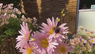 Community gardens brightening Forsyth County