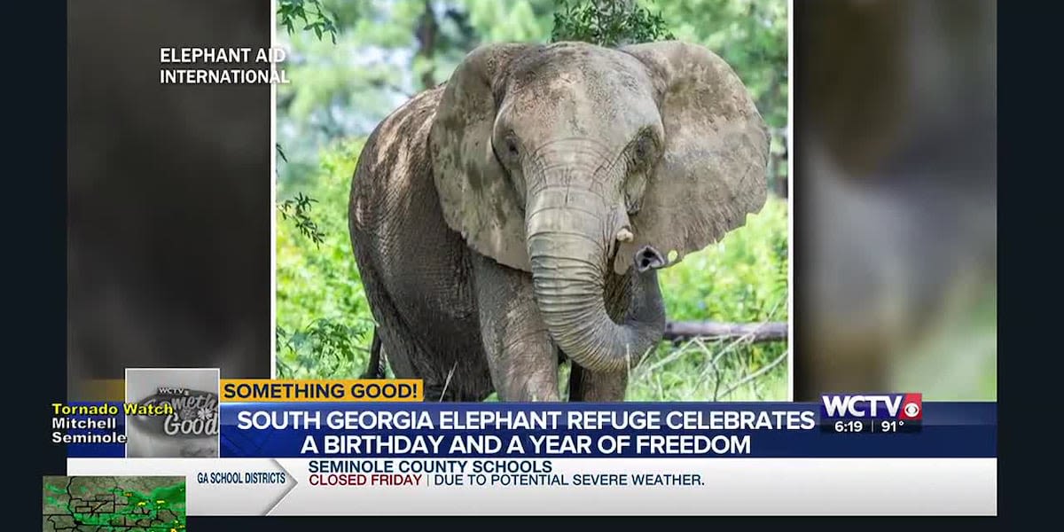 Something Good: South Georgia elephant refuge celebrates a birthday and year of freedom