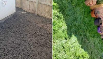 Gardener raves about £1 Poundland buy that transformed their lawn in 3 weeks