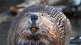 One heck of a rabid, 55-pound beaver attacked a girl swimming in a Georgia lake, and her dad beat it to death